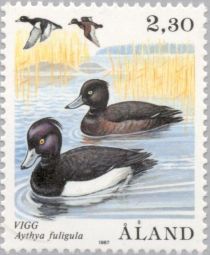 Tufted Duck (Aythya fuligula)