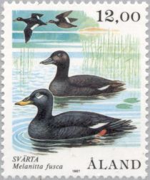 Velvet Scoter (Melanitta fusca)