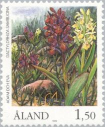 Elder-flower orchid (Dactylorhiza sambucina)