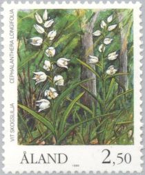 Narrow helleborine (Cephalanthera longifolia)