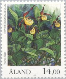 Lady's slipper (Cypripedium calceolus)