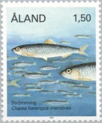 Atlantic Herring (Clupea harengus)