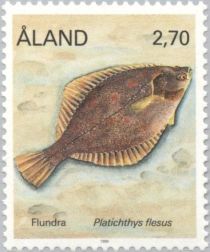 European Flounder (Platichthys flesus)