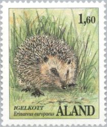 West European Hedgehog (Erinaceus europaeus)