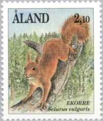 Eurasian Red Squirrel (Sciurus vulgaris)