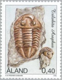 Trilobite Asaphus