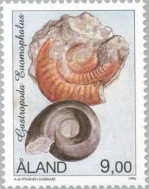 Gastropod Euomphalus