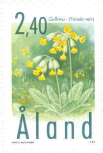 Cowslip (Primula veris)