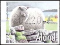 Skerry Sheep (Ovis ammon aries)