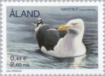 Great Black-backed Gull (Larus marinus)