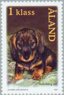 Wire-haired Dachshund (Canis lupus familiaris)