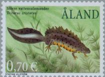 Northern Crested Newt (Triturus cristatus)