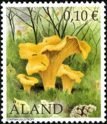 Chanterelle (Cantharellus cibarius)