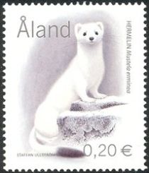 Ermine (Mustela erminea)