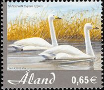 Whooper Swan (Cygnus cygnus)