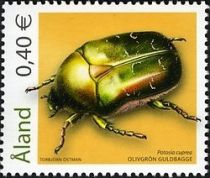 Rose-Chafer (Potosia cuprea)