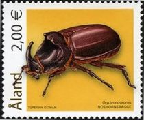 European Rhinoceros Beetle (Oryctes nasicornis)