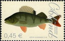 European Perch (Perca fluviatilis)