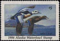 Steller's eider (Polysticta stelleri)