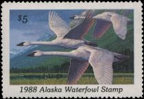 Trumpeter swan (Cygnus buccinator)