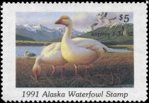 Snow goose (Anser caerulescens)