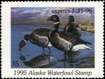 Pacific brant (Branta bernicla nigricans)