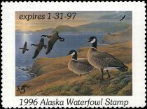 Aleutian cackling goose (Branta hutchinsii leucopareia)