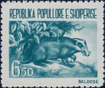 European Badger (Meles meles)