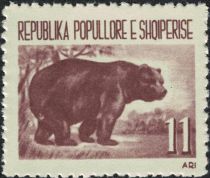 Brown Bear (Ursus arctos)