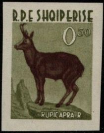 Chamois (Rupicapra rupicapra)