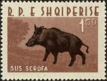 Wild Boar (Sus scrofa)