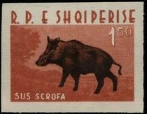 Wild Boar (Sus scrofa)