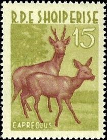 Western Roe Deer (Capreolus capreolus)