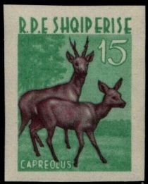 Western Roe Deer (Capreolus capreolus)