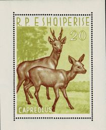 Western Roe Deer (Capreolus capreolus)