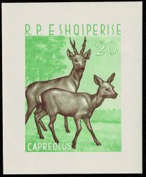 Western Roe Deer (Capreolus capreolus)