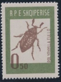 Pine Chafer (Polyphilla fullo)