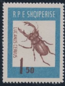 Stag Beetle (Lucanus cervus)