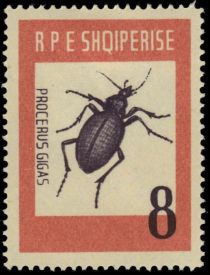 Ground Beetle (Carabus gigas)