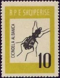 Tiger Beetle (Cicindela albanica)