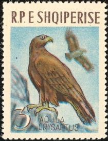 Golden Eagle (Aquila chrysaetos)