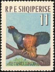 Western Capercaillie (Tetrao urogallus)