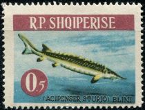 Atlantic Sturgeon (Acipenser sturio)