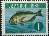 Gilt-head Bream (Sparus aurata)