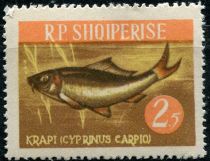 Common Carp (Cyprinus carpio)