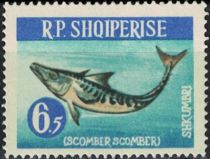 Atlantic Mackerel (Scomber scombrus)