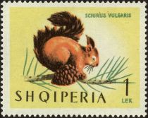 Eurasian Red Squirrel (Sciurus vulgaris)