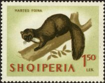 Beech Marten (Martes foina)