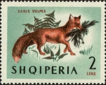 Red Fox (Vulpes vulpes)