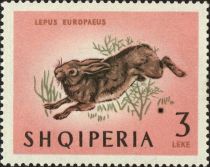 European Hare (Lepus europaeus)